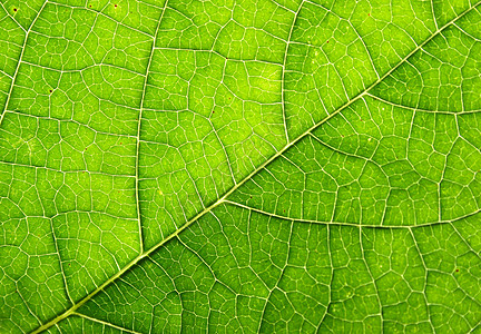 树叶背景蔬菜植物群叶子墙纸健康植物纤维素花园不对称生态图片