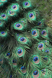 孔雀背景男性羽毛金子绿色眼睛动物蓝色橙子背景图片