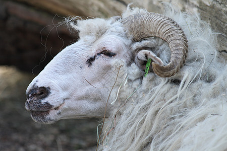 绵羊农场动物生物农业头发乡村哺乳动物卷曲图片