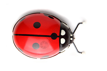 旧红色红虫玩具昆虫学白色黑色探者天线玻璃宏观甲虫瓢虫动物图片