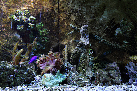 水族馆背景国家浮潜者浮潜珊瑚海洋海葵热带旅行假期海底图片