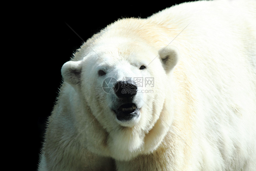 北极熊濒危捕食者动物猎人气候灭绝冰帽荒野俘虏墙纸图片