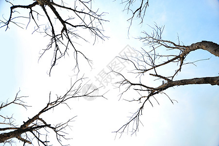 死树文摘死亡自然世界悲伤天空木头倾斜图片