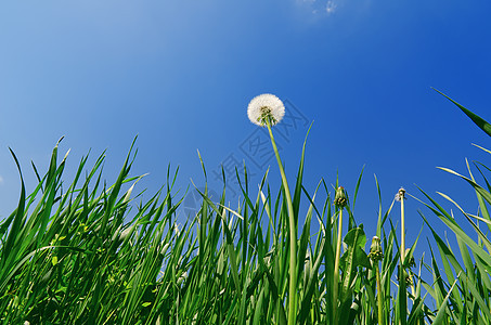 绿草地和蓝天空中的旧花粉环境叶子蓝色场地阳光天空太阳野花草地场景图片