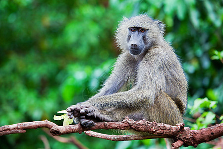 非洲灌木中的猴衬套男性国家野生动物红色毛皮动物绿色棕色公园图片