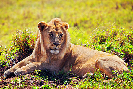 非洲坦桑尼亚塞伦盖蒂的SafariSerengeti旅行说谎男性环境毛皮危险异国捕食者动物国王图片