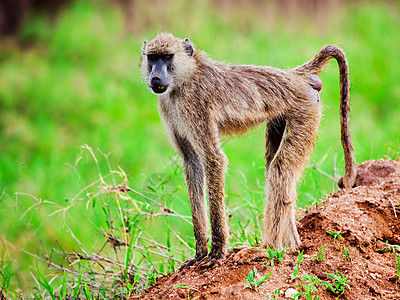 肯尼亚非洲灌木丛中的猴图片