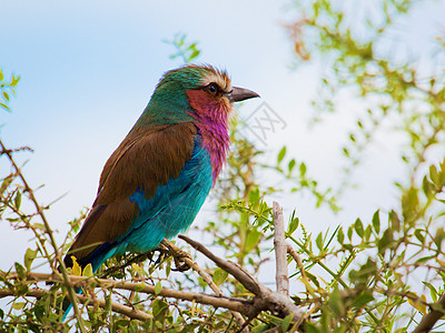 在非洲肯尼亚肯尼亚的鸟图片