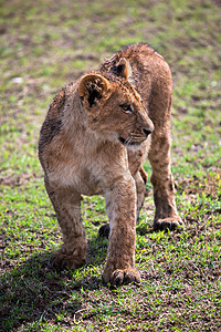 一只小狮子幼熊肖像 坦桑尼亚 非洲小猫爪子毛皮狮子捕食者幼兽男性动物食肉荒野图片