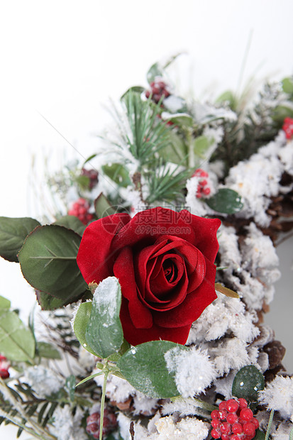 花朵中盛丽的单红玫瑰图片