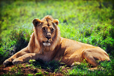 非洲坦桑尼亚塞伦盖蒂的SafariSerengeti异国成人头发说谎大草原捕食者野生动物男性休息食肉图片