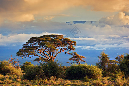 肯尼亚安博塞利的萨凡纳季节野生动物天空生态大草原草原顶峰荒野蓝色日落图片