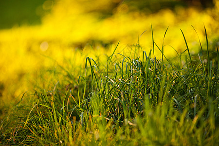 阳光照耀的青绿草本底推杆场景草地美化场地院子公园世界环境摄影背景图片