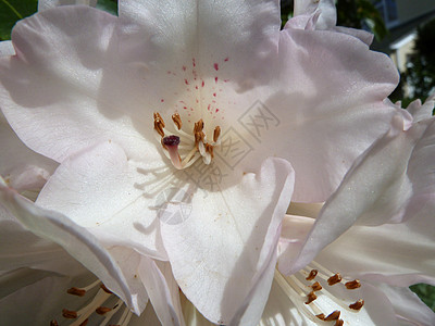 粉红白植物花瓣粉色质量背景图片