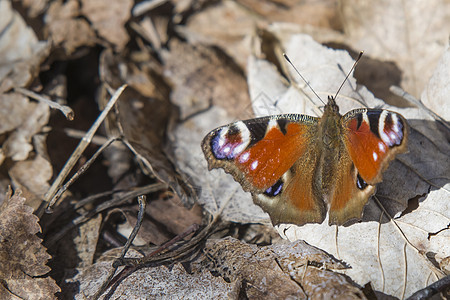 蝴蝶 欧洲孔雀宏观橙子动物草地蓝色漏洞野生动物昆虫传播翅膀图片