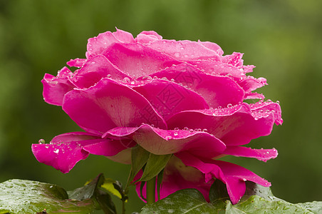 粉红玫瑰 有雨滴水滴花瓣植物绿色玫瑰粉色花园背景图片