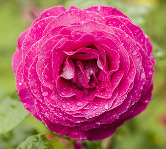 粉红玫瑰 有雨滴植物玫瑰花园水滴绿色花瓣粉色图片