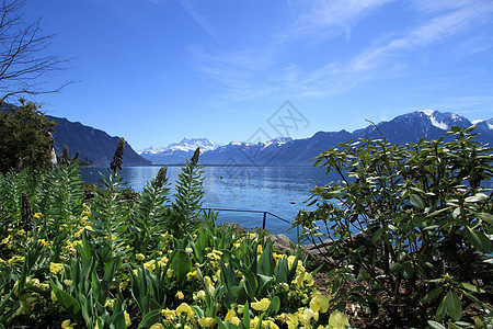 瑞士蒙特勒日内瓦湖的春天瑞士蒙特勒旅行假期花朵橙子全景植物高山山脉旅游天空图片