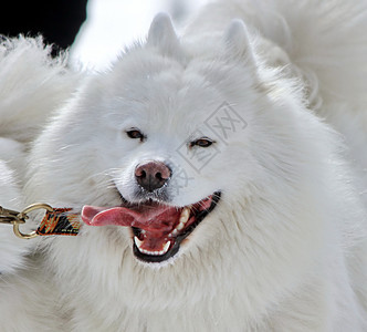 正在运行的Samoyede狗狗图片