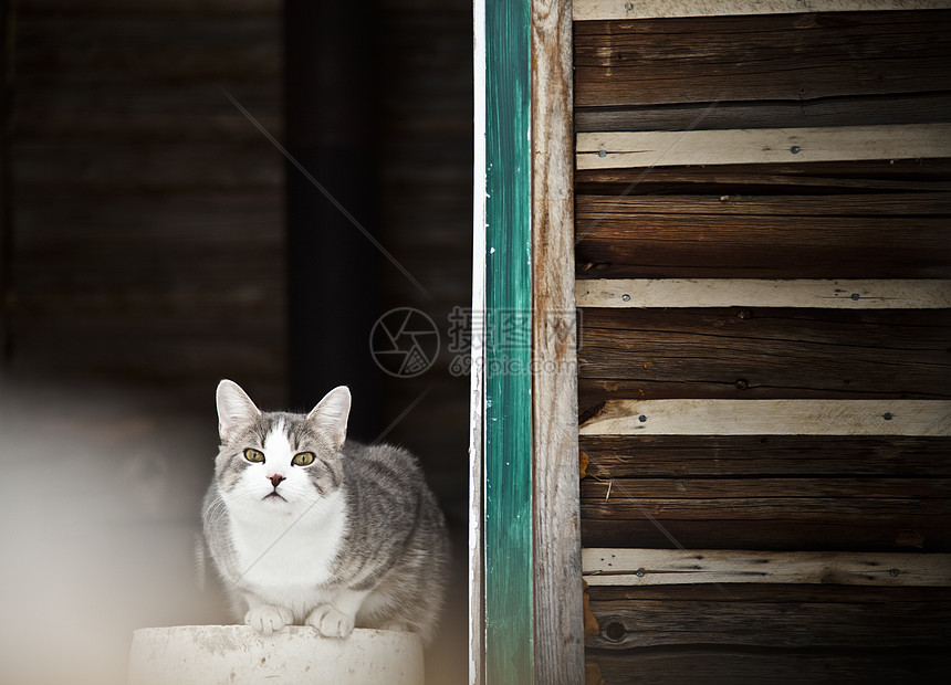 守卫乡下房子的猫!图片