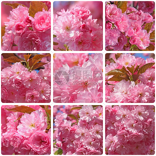 日本樱桃树花花朵墙纸正方形花园粉色白色宏观包装纸植物群圆形图片