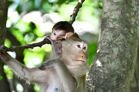 手绘猴子猴子母亲野外动物家庭灵长类野生动物热带雨林猕猴动物宠物自然保护区背景