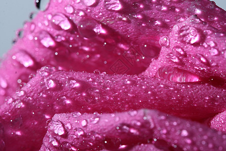 水玫瑰湿瓣背景