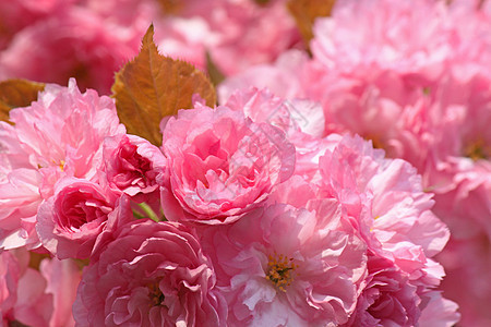 樱花树花花园花朵植物群粉色宏观图片