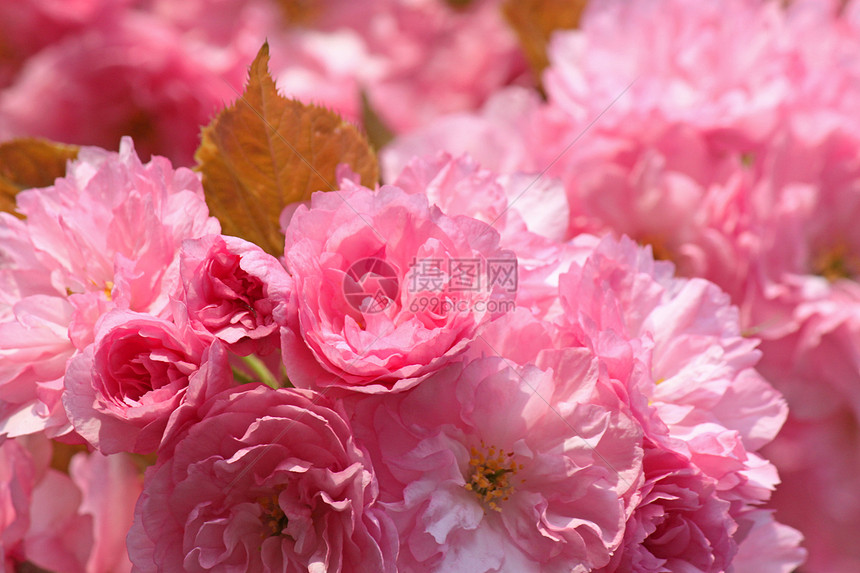 樱花树花花园花朵植物群粉色宏观图片