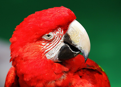 红金刚鹦鹉鸟舍动物园动物群金刚鹦鹉羽毛蓝色热带生活宠物荒野图片