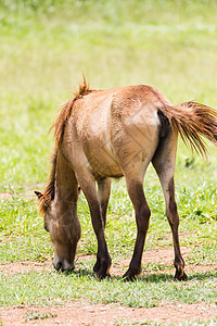 棕马喂养动物群场地动物血统草原赛马配种奶制品波峰耳朵图片