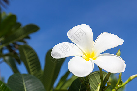 弗朗吉帕尼花朵情调花瓣橙子热带香水叶子植物温泉异国香味图片