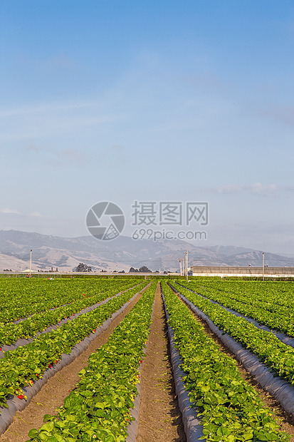 草莓田食品田园食物曲目天空杂货店风光农业阳光农场图片