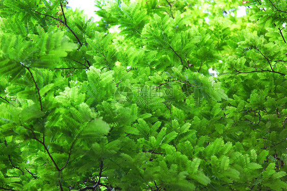 塔林树叶绿色植物学气候叶子热带焦点背景图片