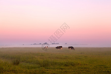 在夏草的荒雾中 有牲畜图片