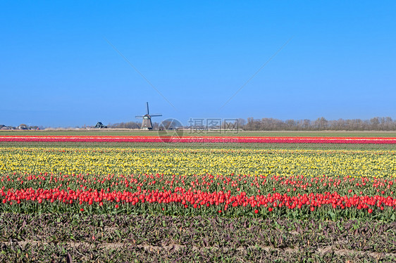 彩色郁金和荷兰风车图片