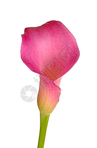 粉红色花朵的单花花瓣植物学粉色红色白色植物宏观植物群百合曲线图片