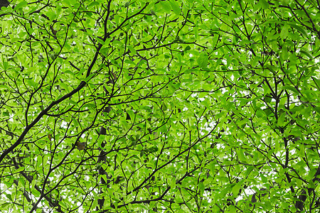 绿树叶公园日光晴天天空荒野叶子季节生长分支机构树干图片