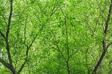 绿树叶阳光风景天空季节日光叶子公园太阳森林木头图片