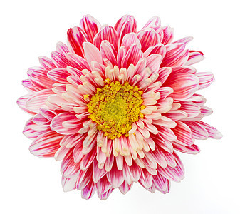 菊花植物群花粉雏菊植物墙纸植物学美丽团体大丽花花瓣图片