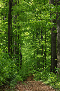 阔叶林自然欧洲榉木高清图片