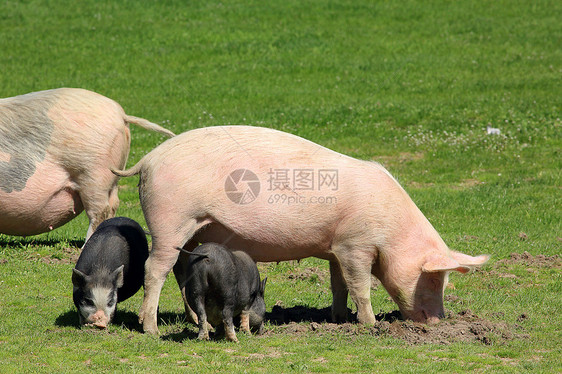 猪和小猪在草地上放牧图片