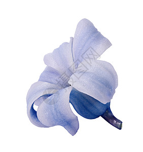 白色背景的青花朵花蕾绿色庆典宏观女性化季节性花瓣紫色花朵灯泡植物群图片