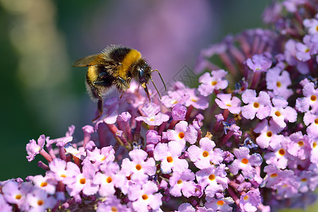 花粉上的大黄蜂图片