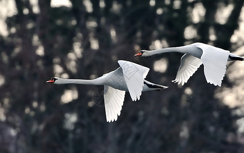 飞行中的天鹅鸟类航班白色野生动物动物翅膀背景图片