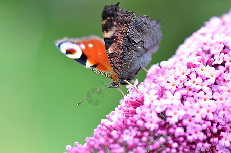 花朵上的孔雀蝴蝶动物昆虫绿色大都会女郎粉色花蜜天线彩绘宏观图片