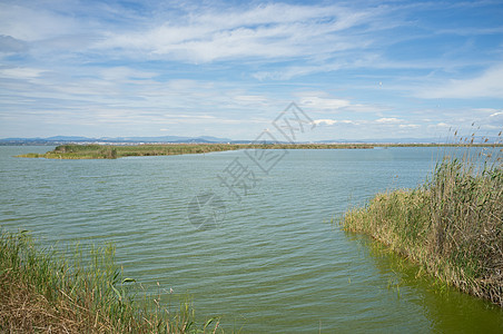 西班牙巴伦西亚自然保护区水平湿地芦苇沼泽自然公园沼泽地图片