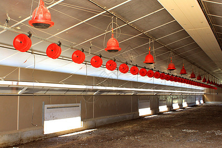 养鸡场母鸡操作粮食食物建筑全景行业农业经济学农场图片
