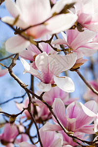 粉红色木兰花 在春天在户外开花背景植物学花瓣植物群天空花园卡片花朵季节蓝色图片