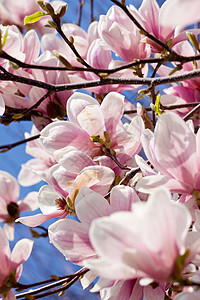 粉红色木兰花 在春天在户外开花阳光植物天空宏观植物群花瓣季节花园公园花朵图片